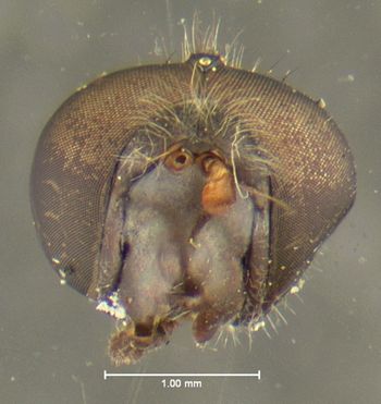 Media type: image;   Entomology 13109 Aspect: head frontal view